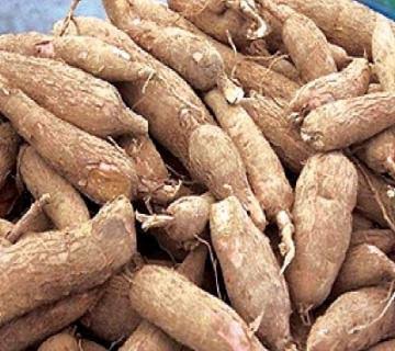 Good cassava root