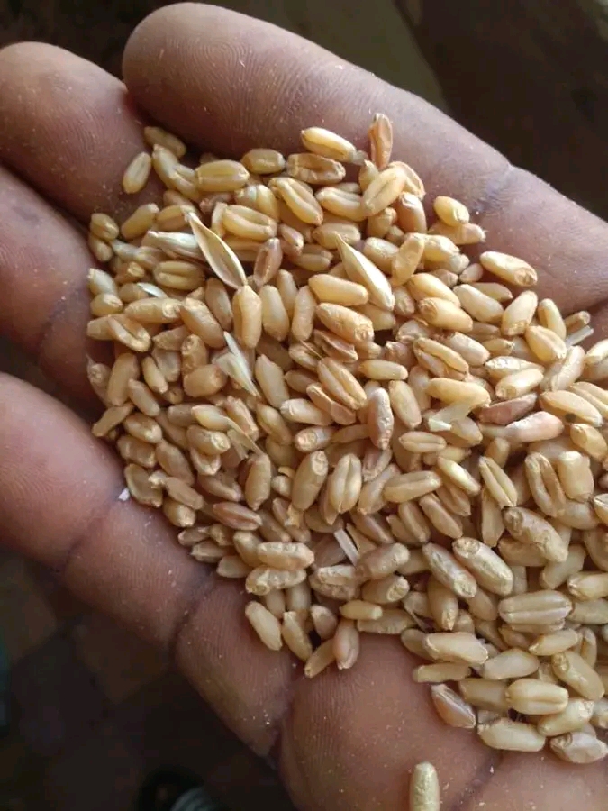 Wheat (Triticum spp.)
Wheat is a cereal grain widely cultivated for its edible seeds. It is a staple food and a major source of carbohydrates, protein, and dietary fiber.
Moisture Content
Safe moisture level for storage: 12–14%
Reason: Moisture content above 14% can lead to mold growth, fungal infestation, and spoilage. Lower moisture prevents microbial activity and prolongs shelf life.
Preservation / Storage
1. Cleaning: Remove debris, stones, and damaged grains before storage.
2. Drying: Ensure grains are dried to the recommended moisture content (12–14%).
3. Storage Conditions:
Cool, dry, and ventilated storage areas.
Use airtight containers, silos, or bins to prevent moisture absorption.
4. Pest Control: Regular inspection for insects such as weevils; use safe fumigants if necessary.
5. Duration: Properly stored wheat can last 6–12 months without significant loss of quality.
6. Temperature: Storage temperature ideally below 25°C to reduce respiration and pest activity.
Other Details
Nutritional Value (per 100g of wheat):
Carbohydrates: ~71 g
Protein: ~13 g
Fat: ~2 g
Fiber: ~12 g
Uses: Bread, pasta, pastries, breakfast cereals, and animal feed.
Varieties: Durum wheat (for pasta), common wheat (for bread and general use).
Location- Along Kano road Zaria kaduna state