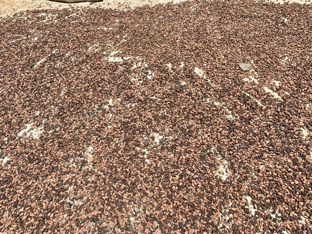  Cocoa 