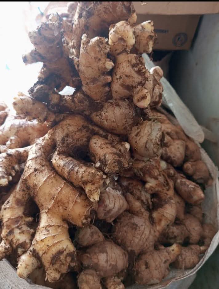 Ginger