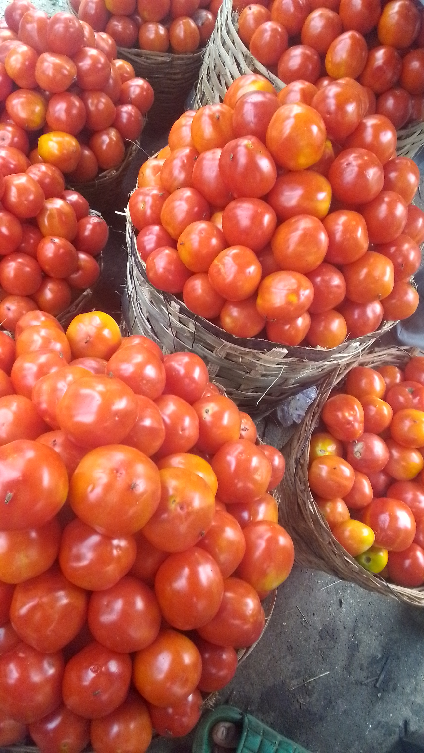  Fresh Jos  Derica Tomatoes 