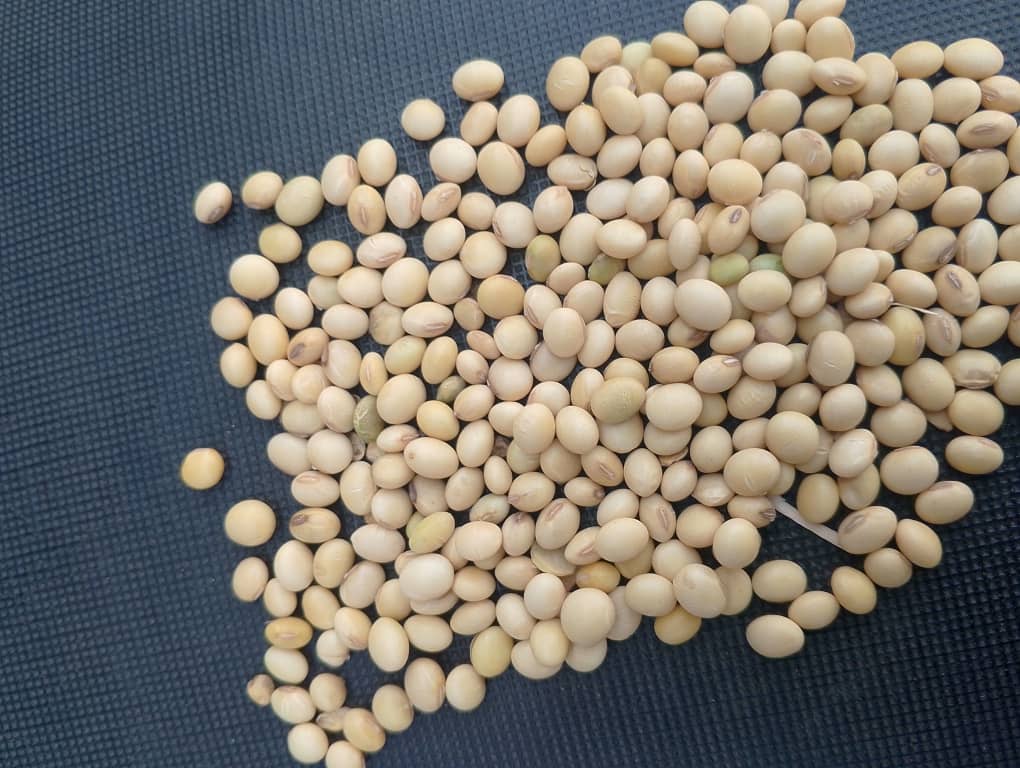 Soybeans are versatile legumes, primarily recognized for their high protein and oil content, which are utilized in various food, feed, and industrial applications. They are a key ingredient in products like soy milk, tofu, and soybean oil, and also serve as a significant component in animal feed and biodiesel production.