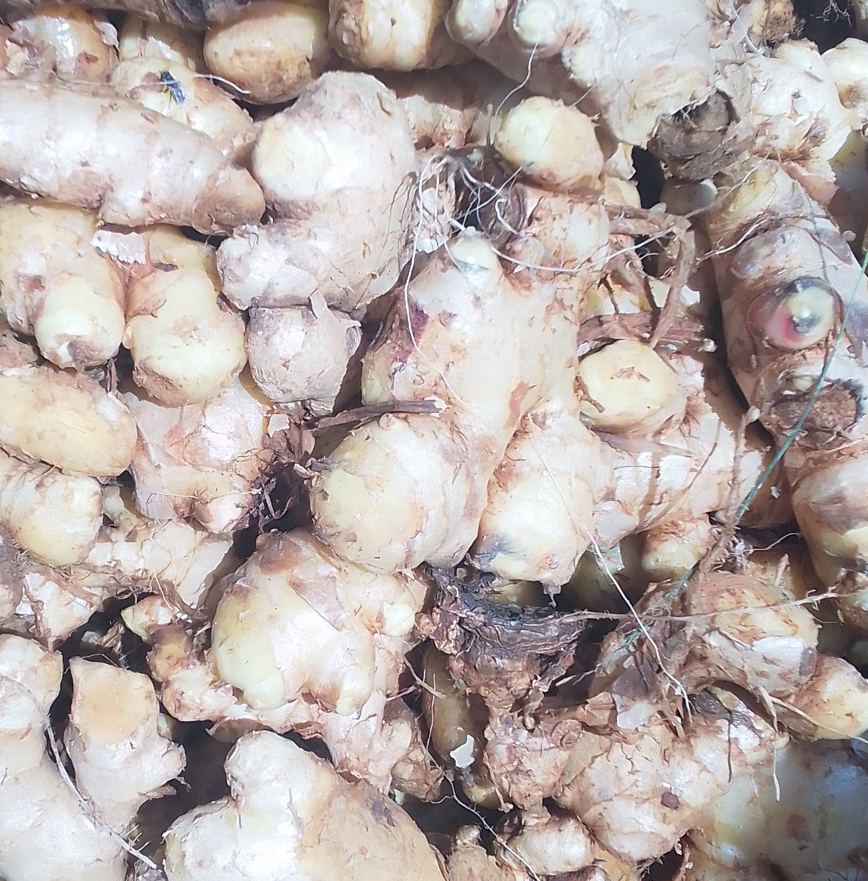 Ginger