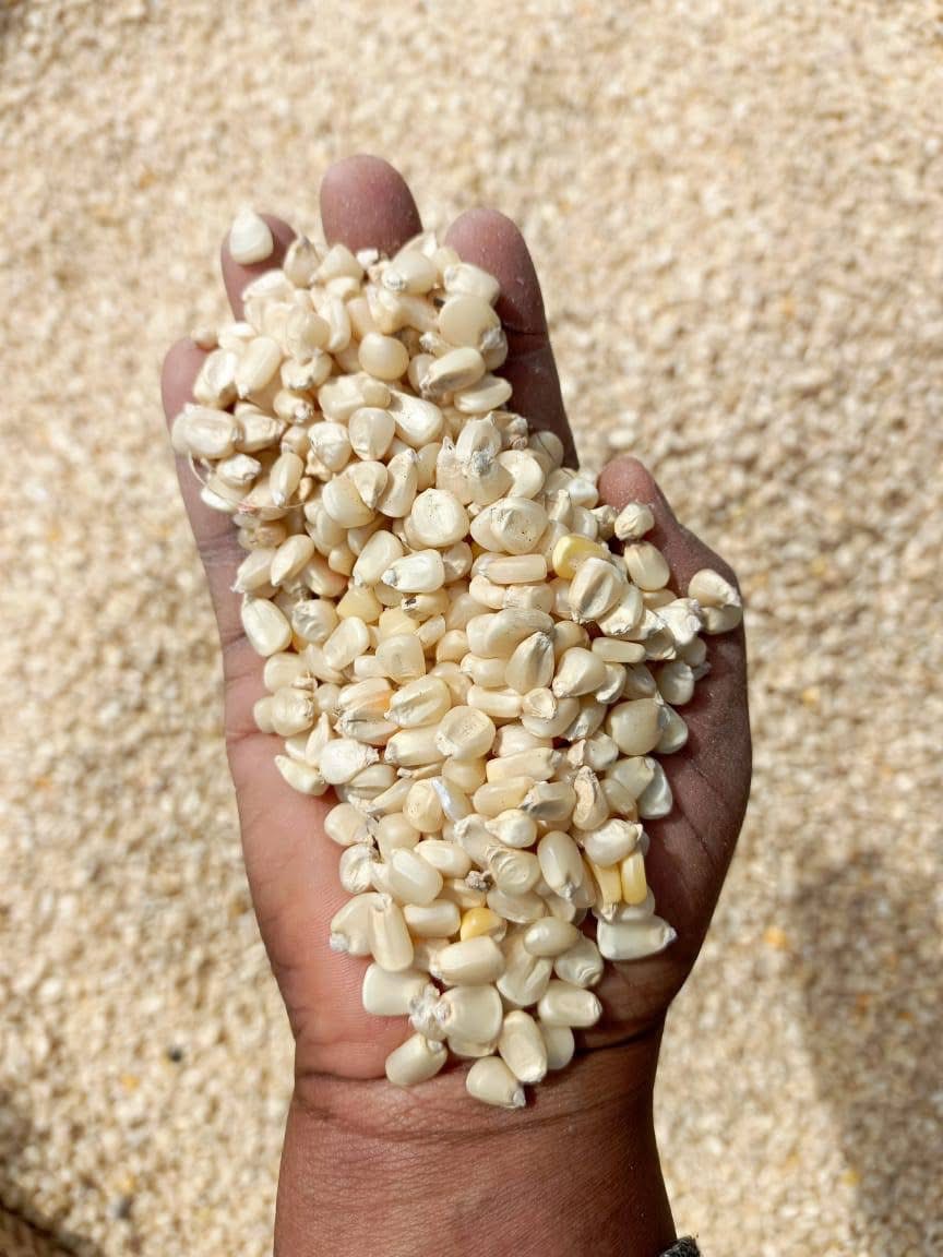  White Corn 