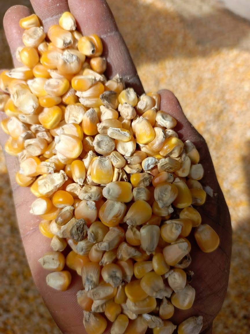 Yellow Corn 