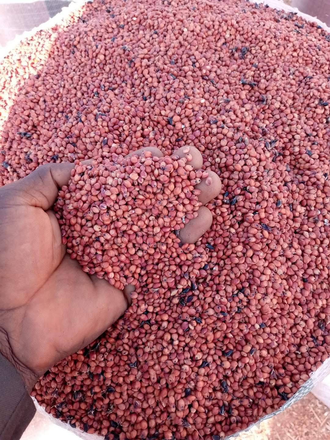  Guinea Corn 